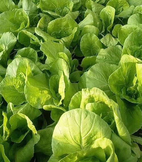 佛山菜藍子蔬菜配送 佛山菜藍子蔬菜配送